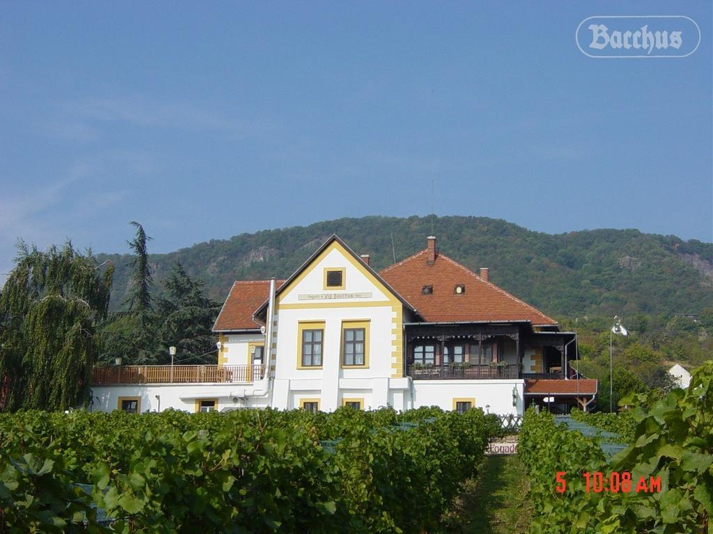 Bacchus Apartman - Borbarlang, Badacsony Бадачоньтомай Экстерьер фото